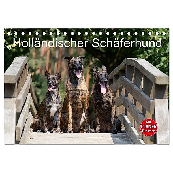 Holländischer Schäferhund (Tischkalender 2024 DIN A5 quer), CALVENDO Monatskalender, Fotodesign Verena Scholze
