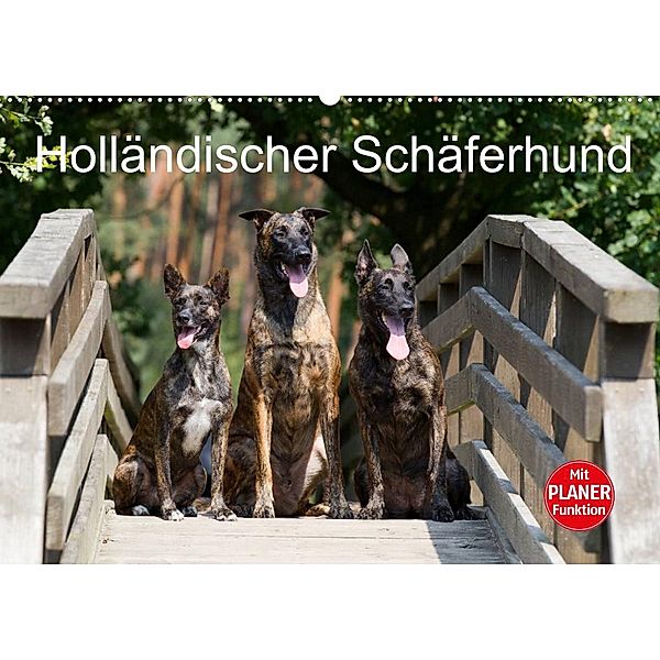 Holländischer Schäferhund (Wandkalender 2023 DIN A2 quer), Fotodesign Verena Scholze