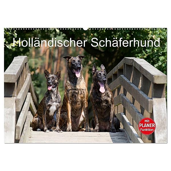Holländischer Schäferhund (Wandkalender 2024 DIN A2 quer), CALVENDO Monatskalender, Fotodesign Verena Scholze