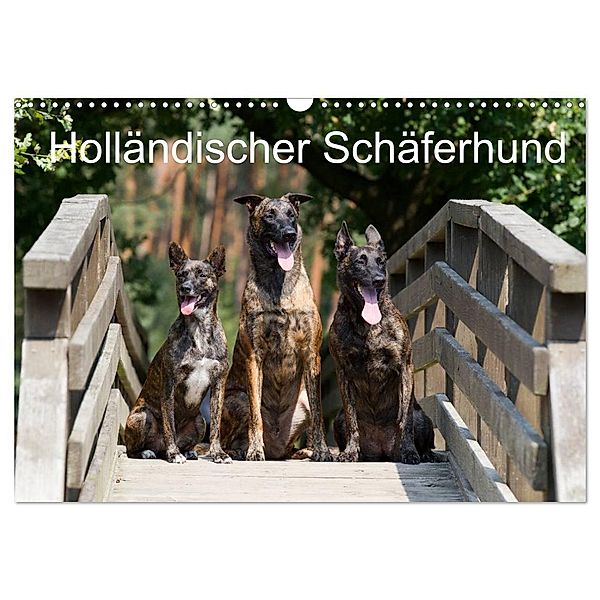 Holländischer Schäferhund (Wandkalender 2024 DIN A3 quer), CALVENDO Monatskalender, Fotodesign Verena Scholze