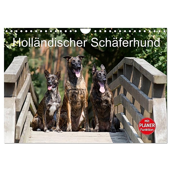 Holländischer Schäferhund (Wandkalender 2024 DIN A4 quer), CALVENDO Monatskalender, Fotodesign Verena Scholze