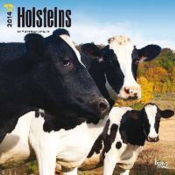 Holsteins 18-Month Calendar