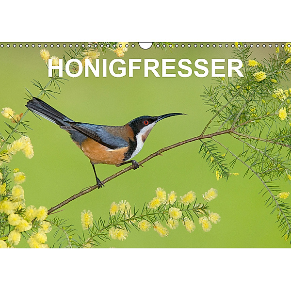 Honigfresser (Wandkalender 2019 DIN A3 quer), BIA birdimagency