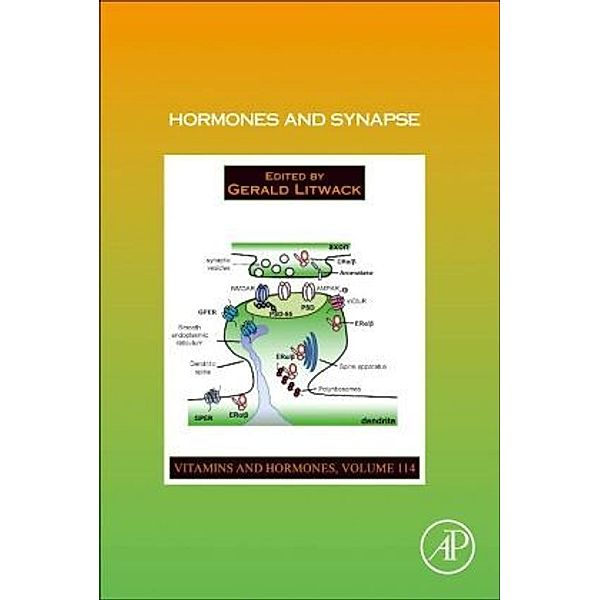 Hormones and Synapse