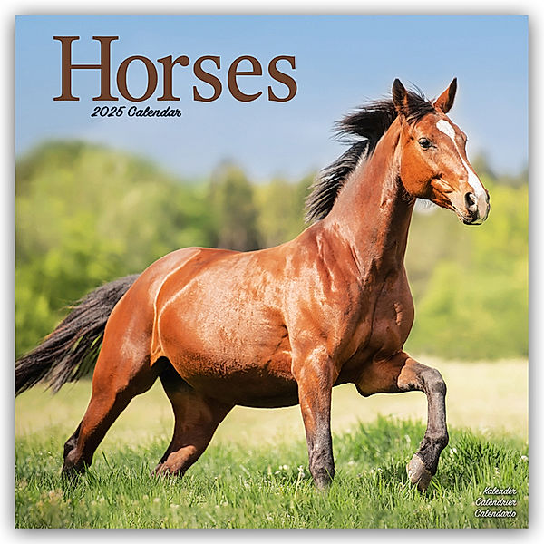 Horses - Pferde 2025 - 16-Monatskalender, Avonside Publishing Ltd