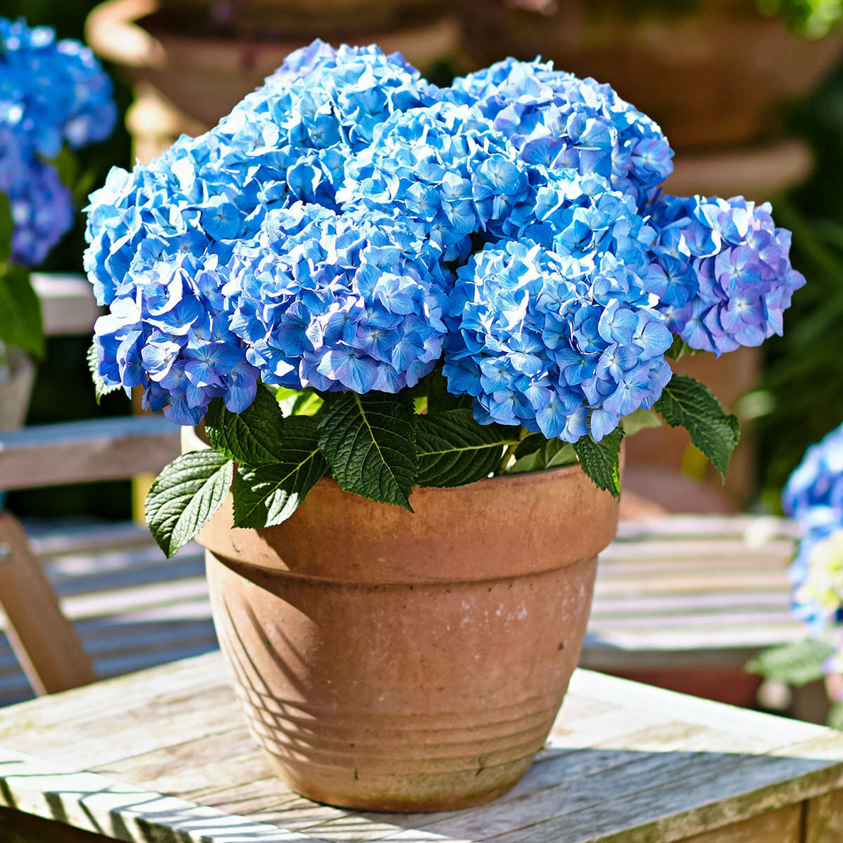 Hortensie Diva fiore®, blau, im ca. 22 cm-Topf | Weltbild.de
