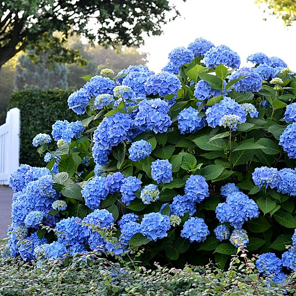 Hortensie Endless Summer® The Original, blau, XL-Qualität