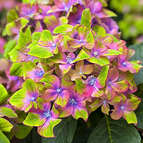 Hortensie Saxon® Schloss Wackerbarth