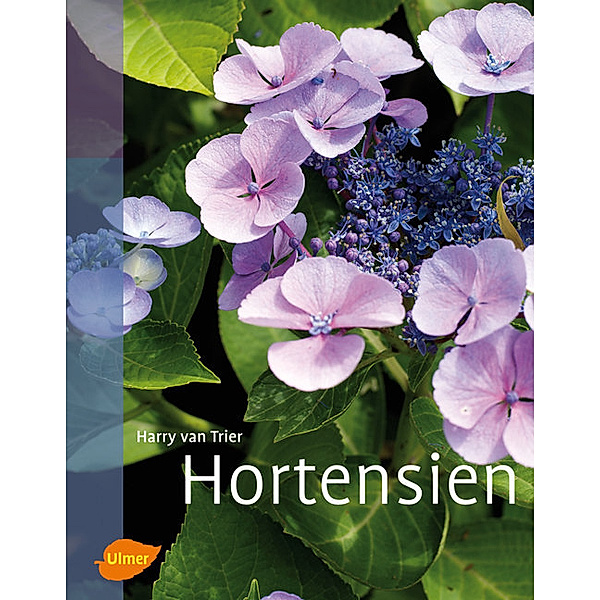 Hortensien, Harry Van Trier