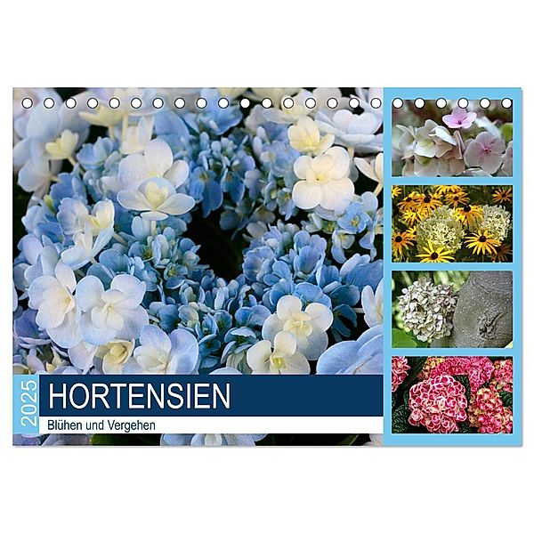 Hortensien Blühen und Vergehen (Tischkalender 2025 DIN A5 quer), CALVENDO Monatskalender, Calvendo, Gisela Kruse