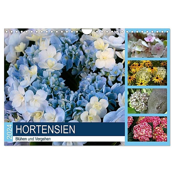 Hortensien Blühen und Vergehen (Wandkalender 2024 DIN A4 quer), CALVENDO Monatskalender, Gisela Kruse