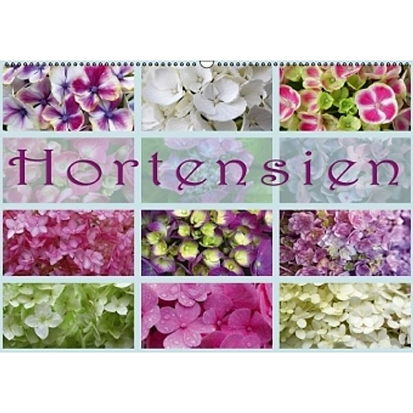 Hortensien / Geburtstagskalender (Wandkalender 2015 DIN A2 quer), Martina Cross