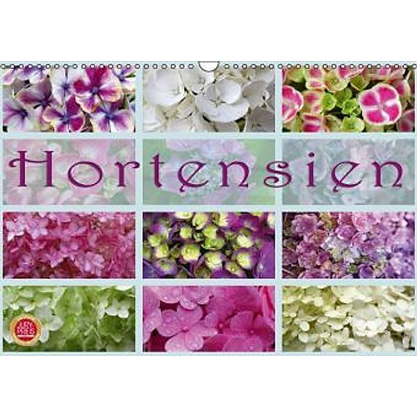 Hortensien / Geburtstagskalender (Wandkalender 2016 DIN A3 quer), Martina Cross