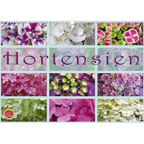 Hortensien / Geburtstagskalender (Wandkalender 2020 DIN A3 quer), Martina Cross