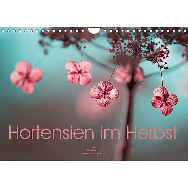 Hortensien im Herbst (Wandkalender 2023 DIN A4 quer), Ulrike Adam