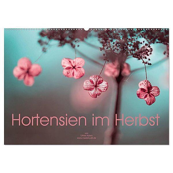 Hortensien im Herbst (Wandkalender 2024 DIN A2 quer), CALVENDO Monatskalender, Ulrike Adam