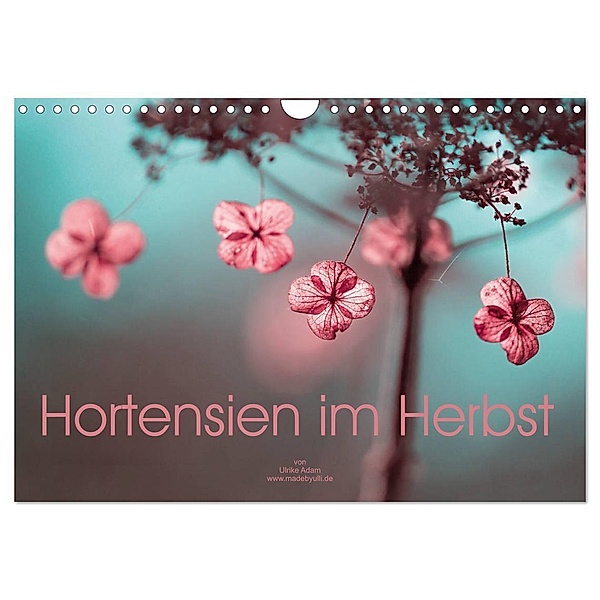 Hortensien im Herbst (Wandkalender 2024 DIN A4 quer), CALVENDO Monatskalender, Ulrike Adam