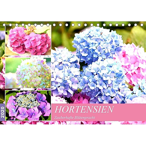 Hortensien. Zauberhafte Blütenpracht (Tischkalender 2020 DIN A5 quer), Rose Hurley