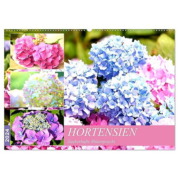 Hortensien. Zauberhafte Blütenpracht (Wandkalender 2024 DIN A2 quer), CALVENDO Monatskalender, Rose Hurley
