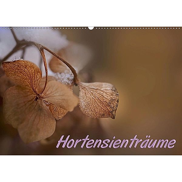 Hortensienträume (Wandkalender 2020 DIN A2 quer), Petra Voss, ppicture