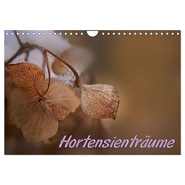 Hortensienträume (Wandkalender 2024 DIN A4 quer), CALVENDO Monatskalender, Petra Voss