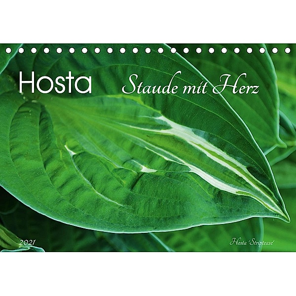Hosta Staude mit Herz (Tischkalender 2021 DIN A5 quer), Jutta Heußlein
