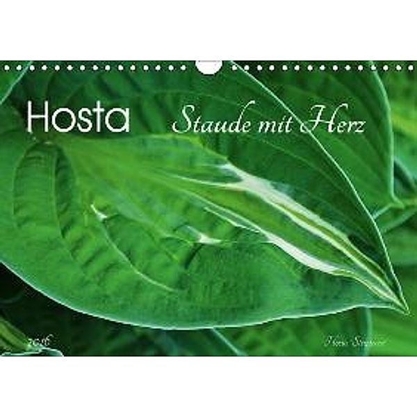 Hosta Staude mit Herz (Wandkalender 2016 DIN A4 quer), Jutta Heußlein