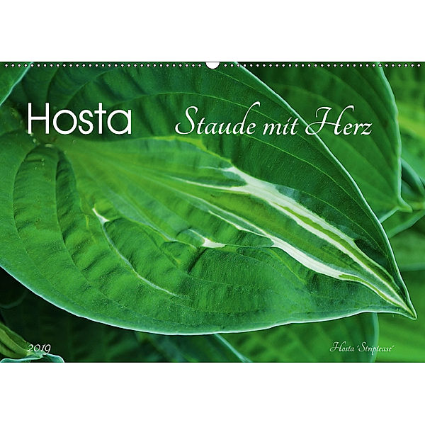 Hosta Staude mit Herz (Wandkalender 2019 DIN A2 quer), Jutta Heußlein