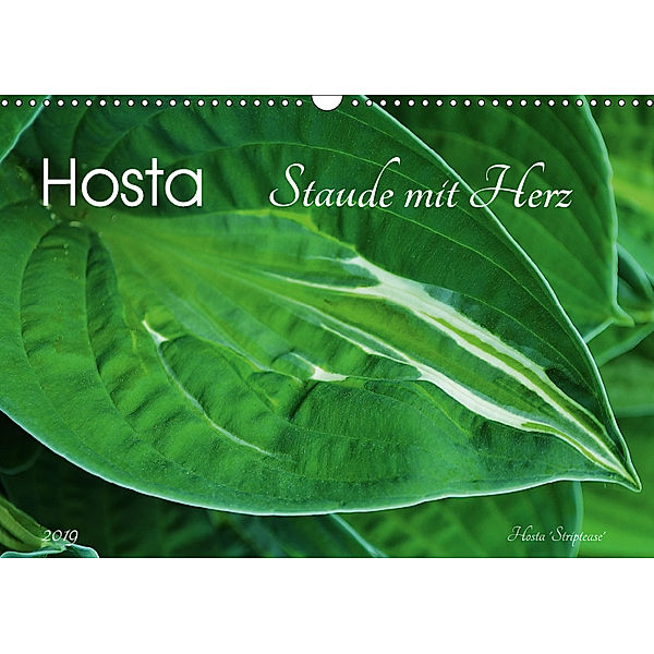 Hosta Staude mit Herz (Wandkalender 2019 DIN A3 quer), Jutta Heußlein