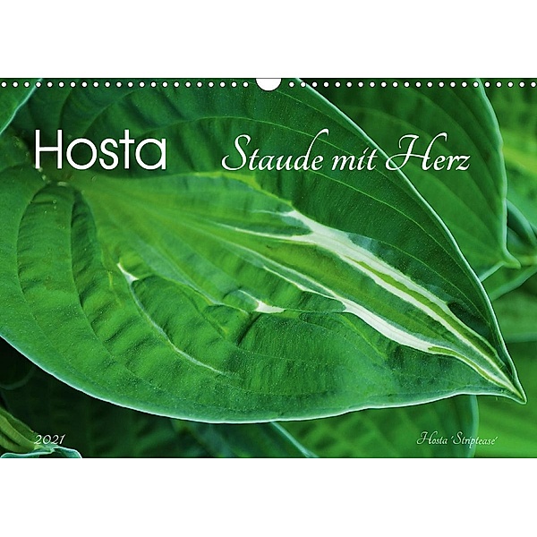 Hosta Staude mit Herz (Wandkalender 2021 DIN A3 quer), Jutta Heußlein
