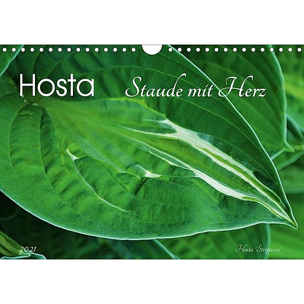 Hosta Staude mit Herz (Wandkalender 2021 DIN A4 quer), Jutta Heußlein
