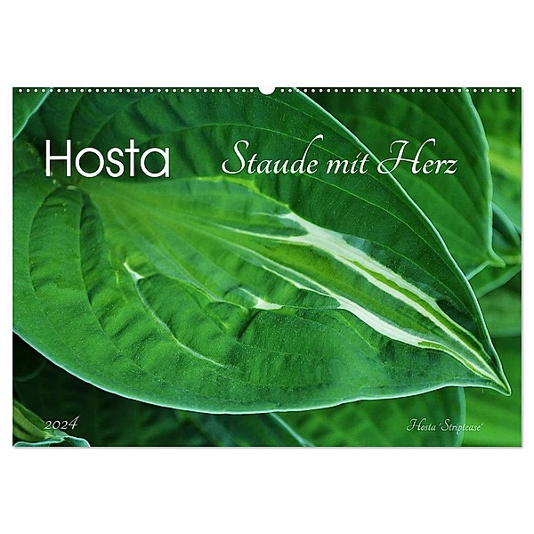 Hosta Staude mit Herz (Wandkalender 2024 DIN A2 quer), CALVENDO Monatskalender, Jutta Heußlein