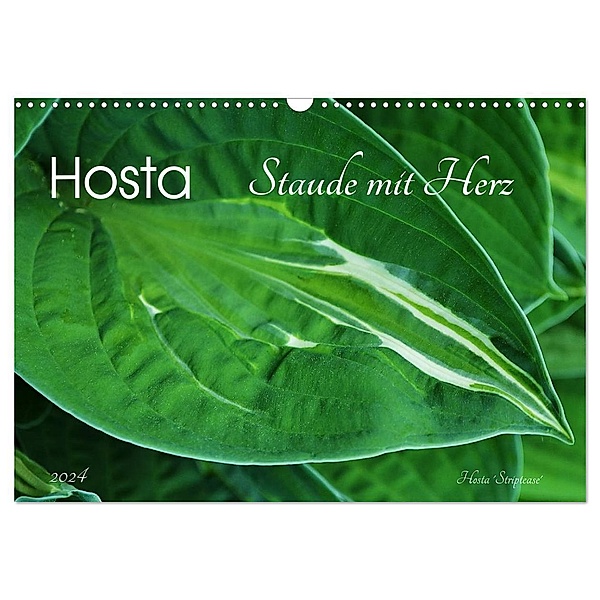 Hosta Staude mit Herz (Wandkalender 2024 DIN A3 quer), CALVENDO Monatskalender, Jutta Heußlein