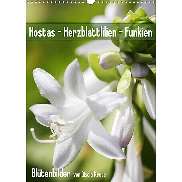 Hostas Herzblattlilien Funkien (Wandkalender 2023 DIN A3 hoch), Gisela Kruse