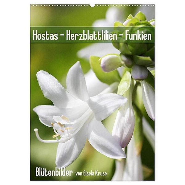 Hostas Herzblattlilien Funkien (Wandkalender 2024 DIN A2 hoch), CALVENDO Monatskalender, Gisela Kruse