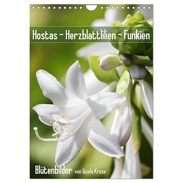 Hostas Herzblattlilien Funkien (Wandkalender 2024 DIN A4 hoch), CALVENDO Monatskalender, Gisela Kruse