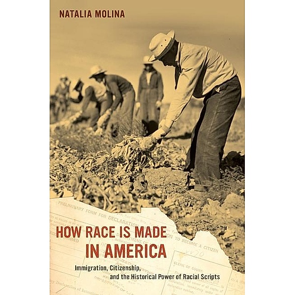 How Race Is Made in America / American Crossroads Bd.38, Natalia Molina
