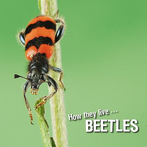 How they live... Beetles, David Withrington, Ivan Esenko