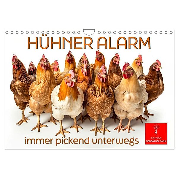 Hühner Alarm (Wandkalender 2025 DIN A4 quer), CALVENDO Monatskalender, Calvendo, Peter Roder