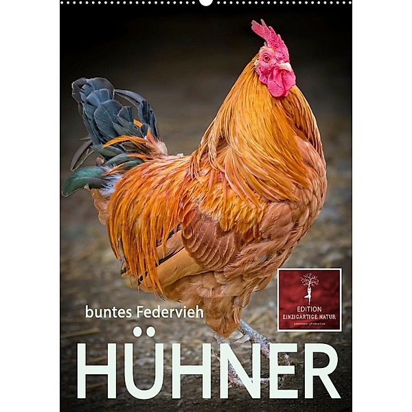 Hühner - buntes Federvieh (Wandkalender 2023 DIN A2 hoch), Peter Roder