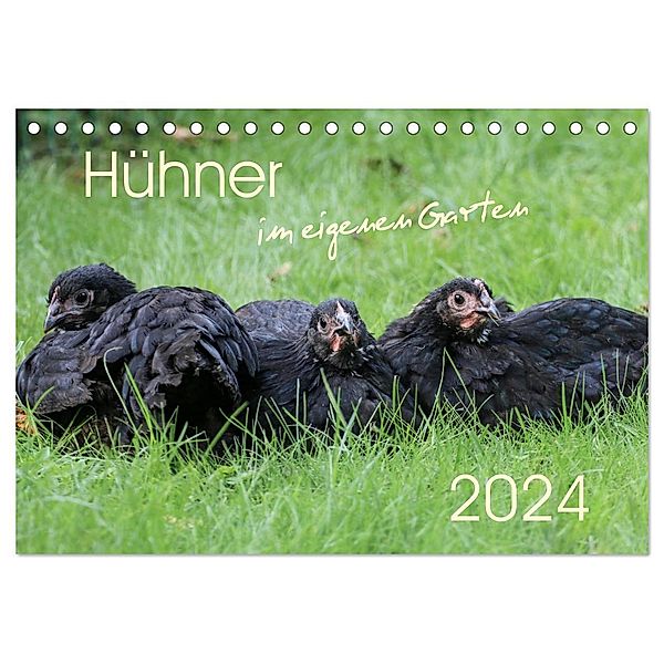 Hühner im eigenen Garten (Tischkalender 2024 DIN A5 quer), CALVENDO Monatskalender, Nicole Stephan
