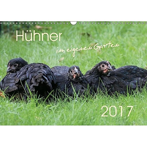 Hühner im eigenen Garten (Wandkalender 2017 DIN A3 quer), Nicole Stephan