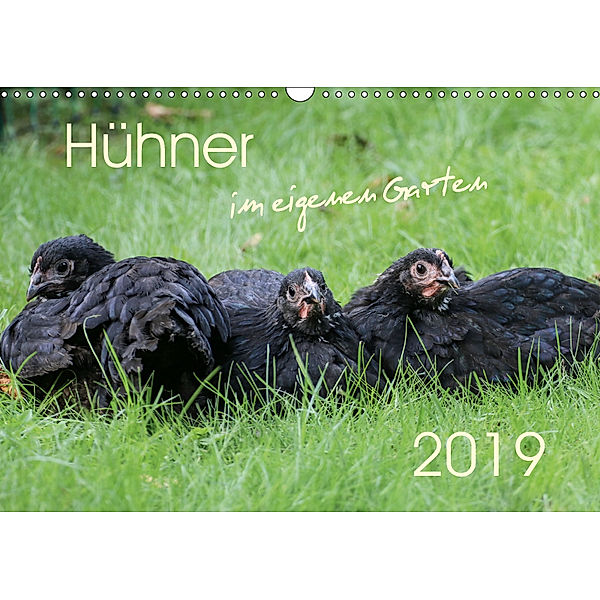 Hühner im eigenen Garten (Wandkalender 2019 DIN A3 quer), Nicole Stephan