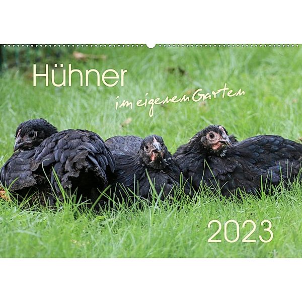 Hühner im eigenen Garten (Wandkalender 2023 DIN A2 quer), Nicole Stephan