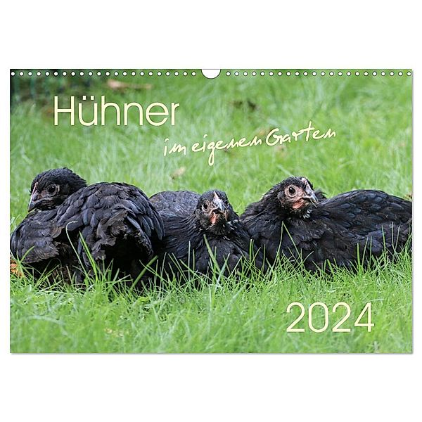 Hühner im eigenen Garten (Wandkalender 2024 DIN A3 quer), CALVENDO Monatskalender, Nicole Stephan