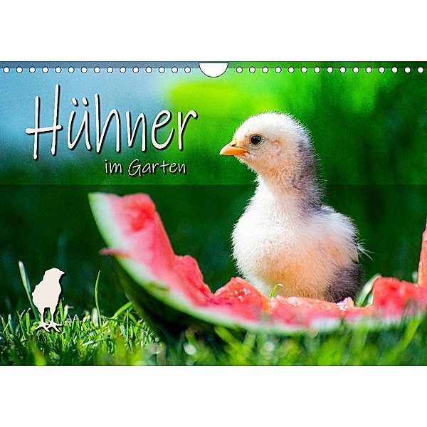 Hühner im Garten (Wandkalender 2023 DIN A4 quer), Fotografie Zabel