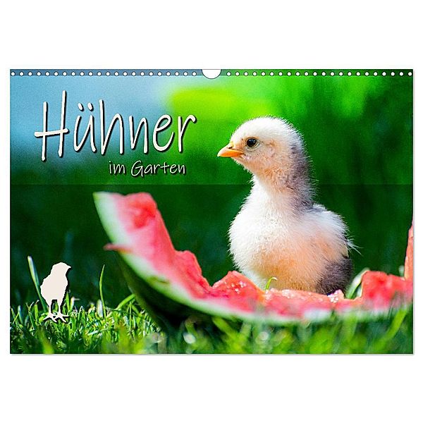 Hühner im Garten (Wandkalender 2024 DIN A3 quer), CALVENDO Monatskalender, Fotografie Zabel