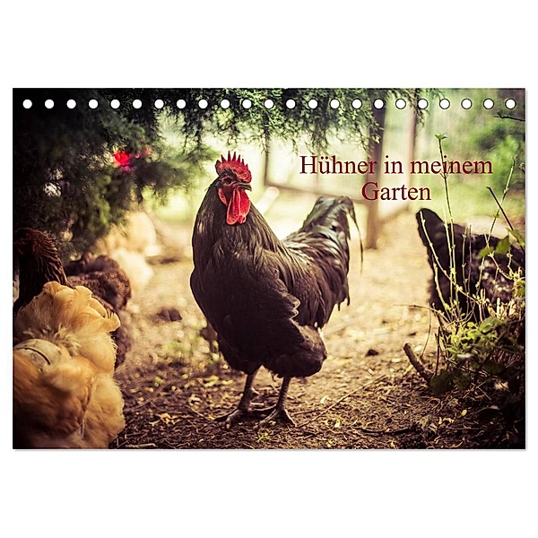 Hühner in meinem Garten (Tischkalender 2024 DIN A5 quer), CALVENDO Monatskalender, Manuela Meyer