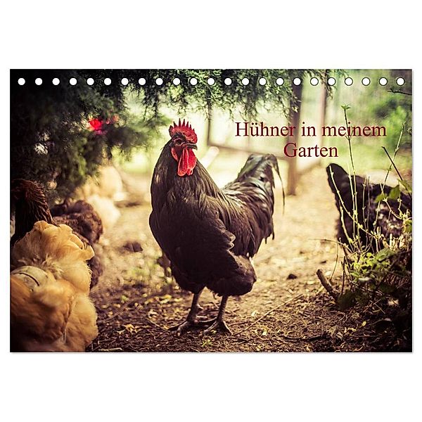 Hühner in meinem Garten (Tischkalender 2025 DIN A5 quer), CALVENDO Monatskalender, Calvendo, Manuela Meyer