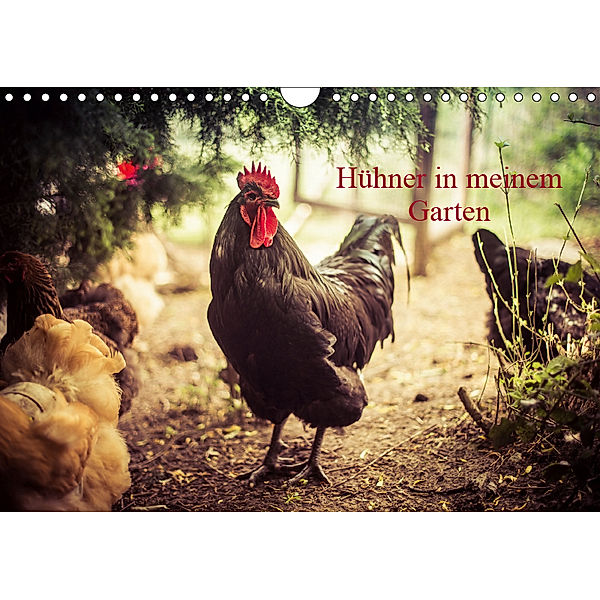Hühner in meinem Garten (Wandkalender 2019 DIN A4 quer), Manuela Meyer
